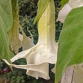 AngelÃ¢â¬â¢s Trumpet flowers - Brugmansia  family Solanaceae Royalty Free Stock Photo